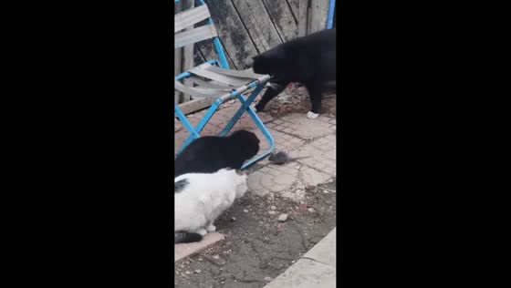 Mouse calmly walks past three cats in Heilongjiang, China