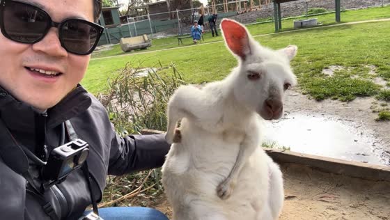 Albino wallaby gets gentle back scratch in Australia