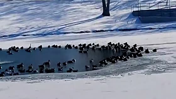 Lake Mingo nearly frozen with gathering birds in Nicholasville, Kentucky, USA
