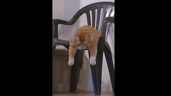 Cat relaxes on chair while owner skips rope in Monterrey, Mexico