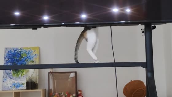 Cat loses balance while climbing rack in Guangdong, China