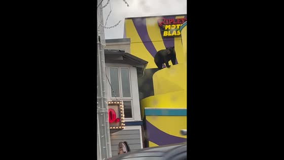 Black bear spotted on rooftop in Gatlinburg, USA