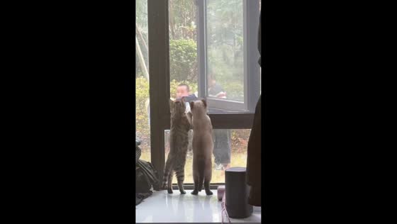 Two cats curiously watch children outside in Zhejiang, China