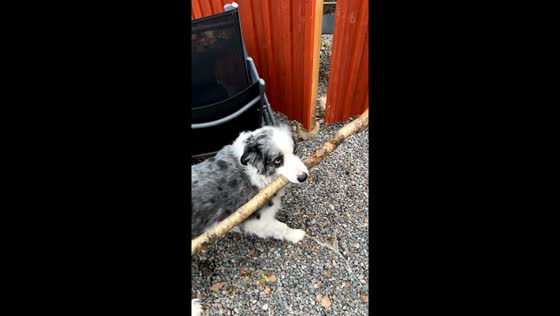 Stubborn Milo the dog: determined defender of his forbidden stick