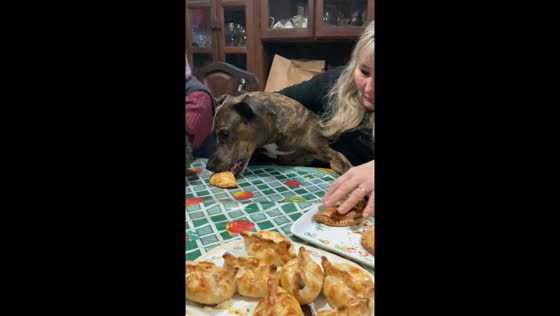 Dog caught stealing pie from dining table in Mar del Plata, Argentina