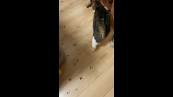 Cat leaves trail of inky paw prints across home in Jiangsu, China