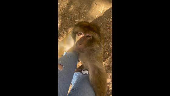 Barbary macaque bites tourist in Azrou, Morocco