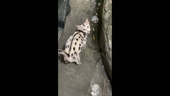 Cat with cheetah-like spots surprises passersby in Manila, Philippines