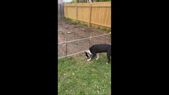 Dog’s surprise reaction to electric fence in Austin, Texas, USA