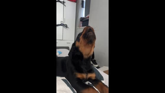 Rottweiler puppy howls cutely in London video