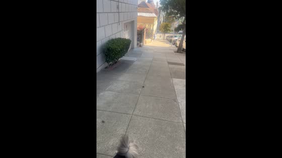 Dog’s droppings roll down pavement in San Francisco, California, USA