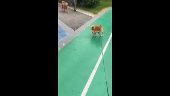 Excited Shiba Inu jumps and spins after spotting another dog in Sichuan, China