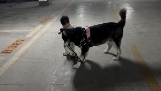 Dog playfully keeps leash away from toddler in Zhejiang, China