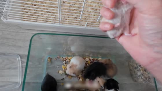 Hamster loses grip and falls back into cage while climbing on door in Henan, China