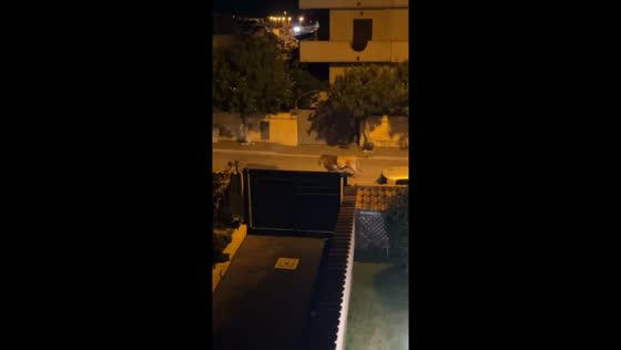 Lion escape: night roam in Ladispoli streets