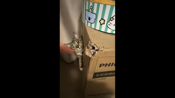 Kitten plays through box hole in adorable moment in Anhui, China