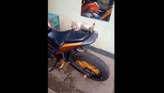 Homeless cat naps on motorcycle in Malang, Indonesia
