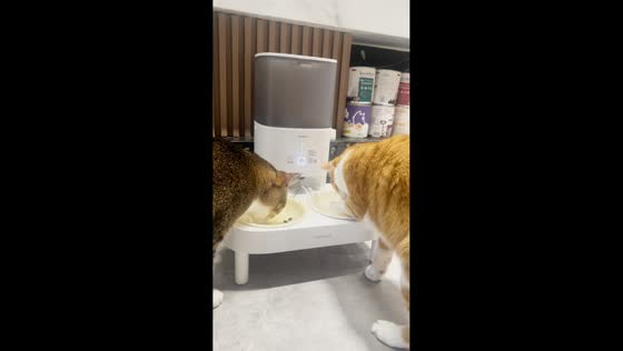 Cat steals food from automatic feeder in Sichuan, China