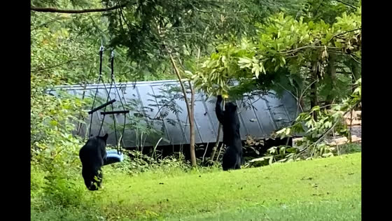 Black bear and cubs play in Gatlinburg backyard