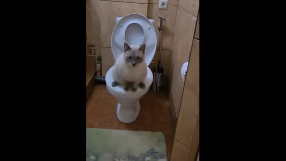 Sherlock the cat: master of the toilet in Nevinnomyssk!