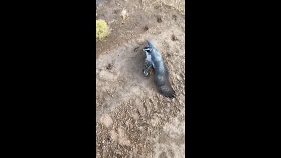 Dog and falcon training session in Albuquerque, New Mexico, USA