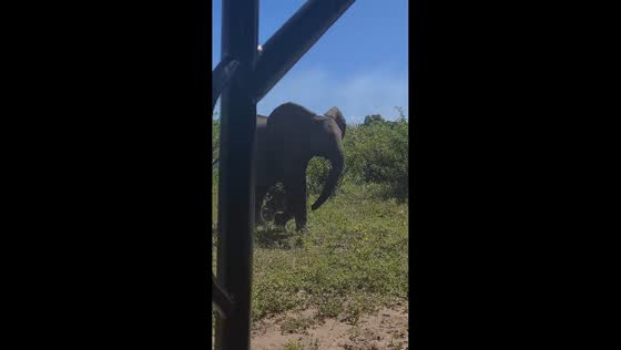 Elephants form protective circle against lions in Chobe National Park, Botswana
