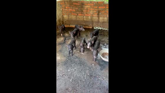 Piglets react to owner’s shout in Sơn La, Vietnam