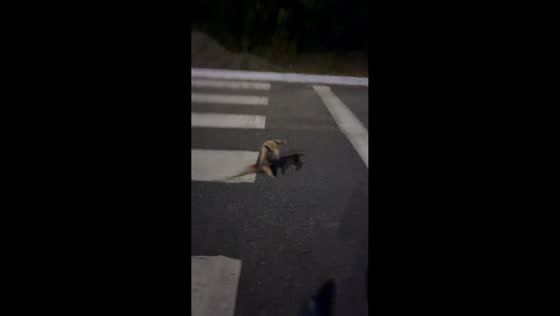 Man helps anteater safely cross road in João Pessoa, Brazil