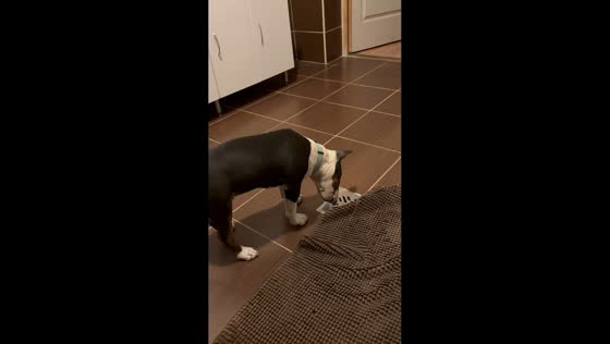 Curious puppy investigates storm drain in Szuhakálló, Hungary