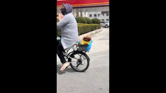 Dog calmly rides in bicycle basket in Liaoning, China