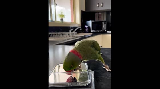 Adorable parrot playing peek-a-boo in the mirror