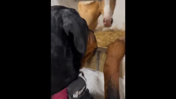Rottweiler meets newborn foal for the first time in Tommerup, Denmark