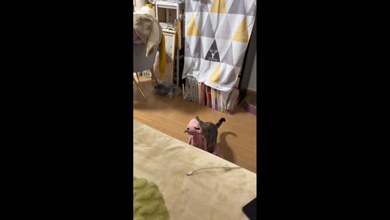 Cat repeatedly retrieves favorite Pink Panther toy in Guangdong, China