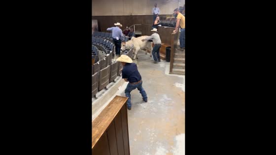 Heifer invades seating area at event in Groesbeck, Texas