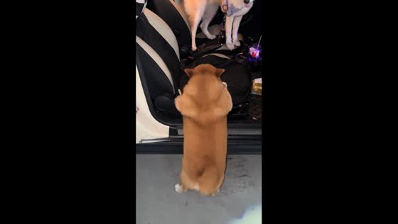 Clumsy dog struggles to get into the car in Zhejiang, China