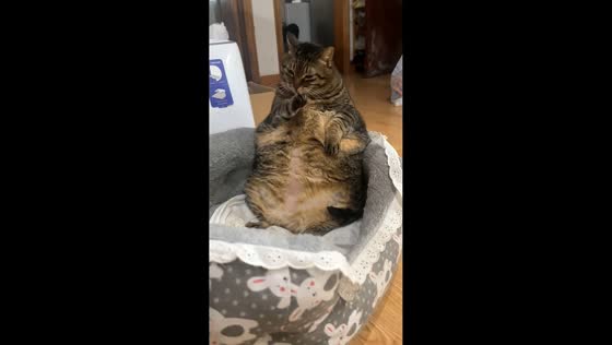 Large tabby cat lounges adorably in pet bed in China