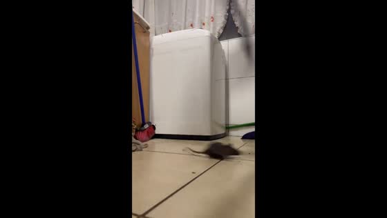 Rat escapes after breaking broom in San Pedro de la Paz, Chile