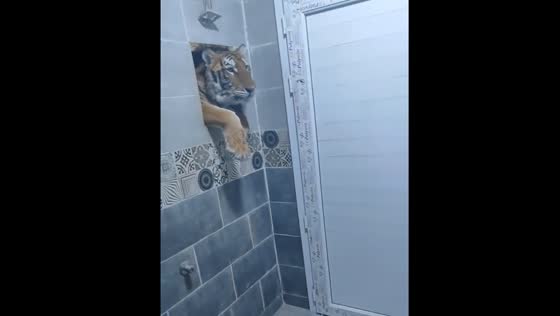 Tiger spotted peering into a bathroom through a hole in Varanasi, India 