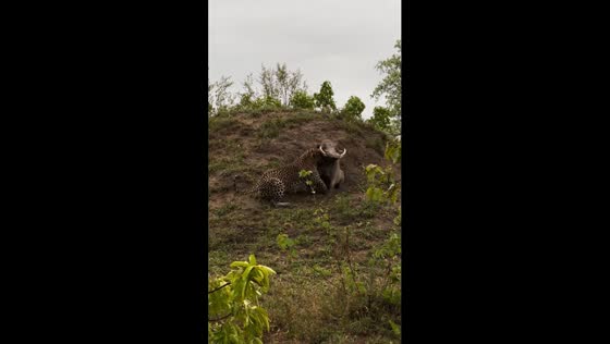 Battle for survival: warthog's tenacious struggle against leopard in Sabi Sands
