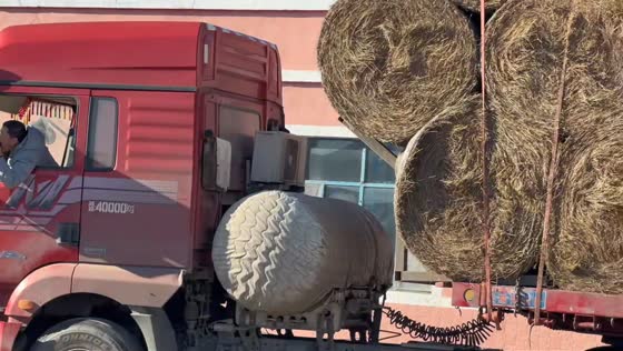 Cattle hilariously eat hay beside a truck while the driver calmly shaves in Inner Mongolia, China