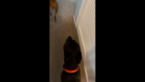 Man trips while running with dogs, breaks toe in Council Bluffs, Iowa, USA