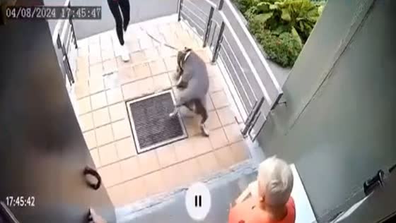 Large dog attacks Yorkie in Moscow