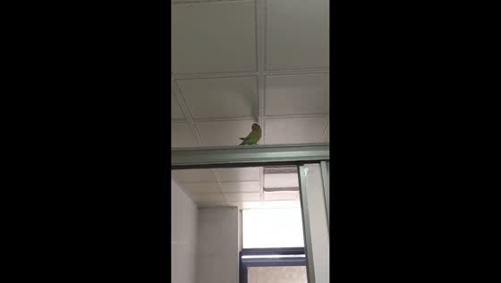 Parrot uses floor-shaking device in Hunan, China