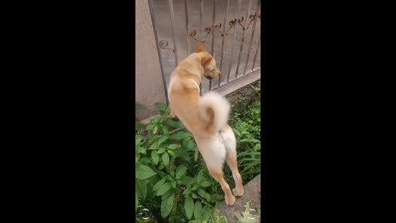 Dog rescued after getting stuck in Zhejiang, China