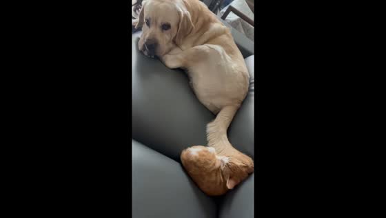 Dog disturbs cat with tail on couch in Liaoning, China