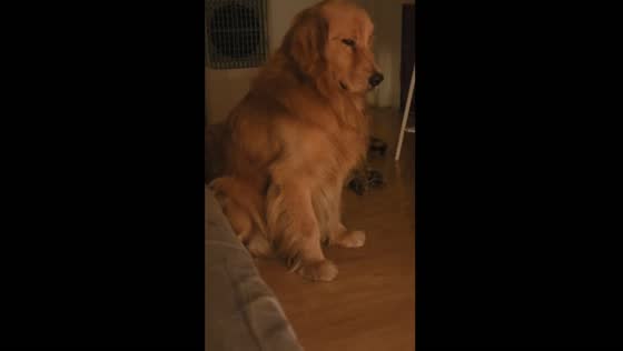 Dog stops scratching after owner farts in Bangkok