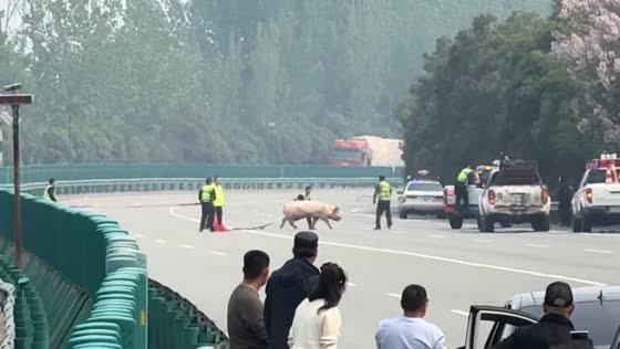 Traffic police catch loose pig causing highway disruption in Shaanxi, China