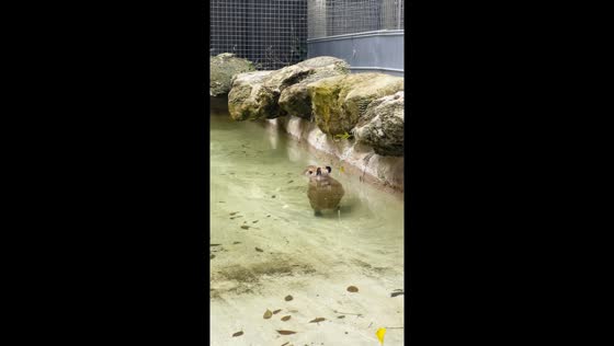 Capybara strolls through water at ZWF Miami Zoo