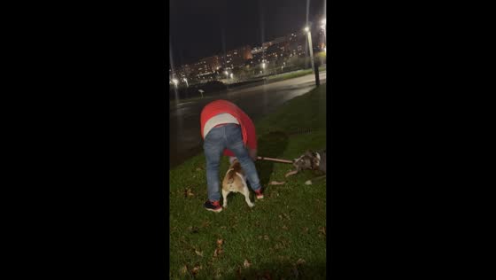 Playful dogs cause leash struggle during nighttime walk in Santander, Spain