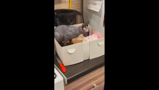 Sphynx cat caught eating cake in Biysk, Russia